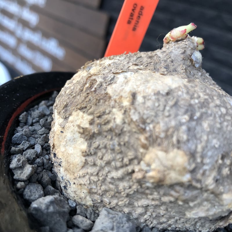 adenia ovata《L size》激希少種※現地球発根後店主国内管理7年株※恐竜