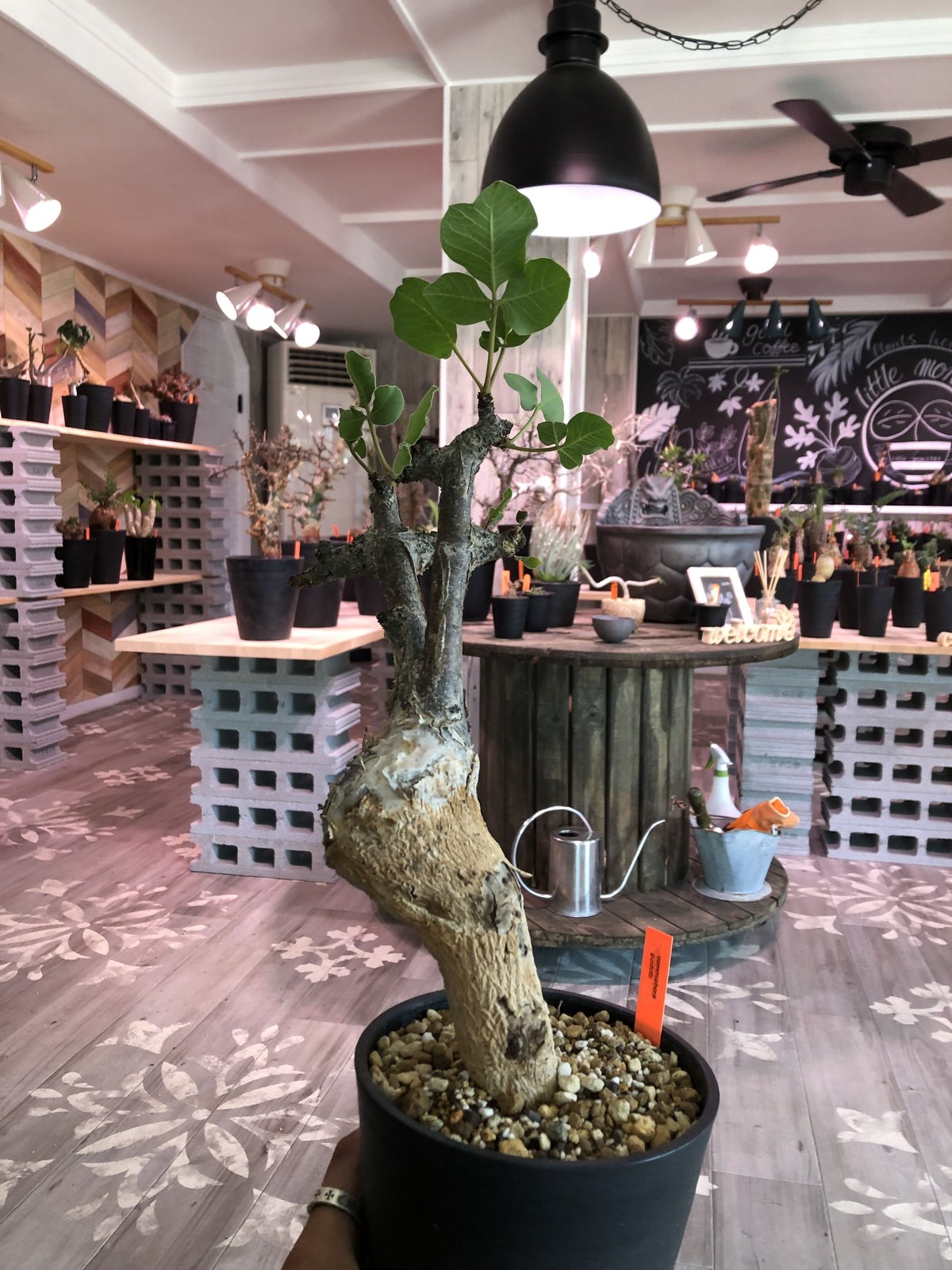 commiphora guidotti《L size》 | plants holic