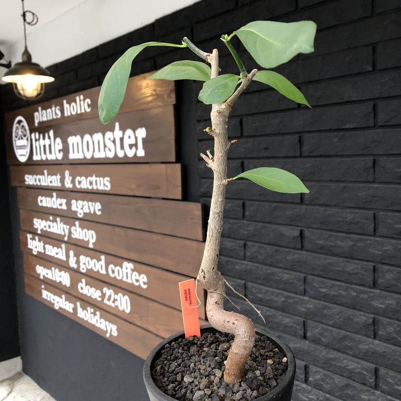 adansonia digitata （バオバブの木）《M size》 ※発根済株※冬季もし
