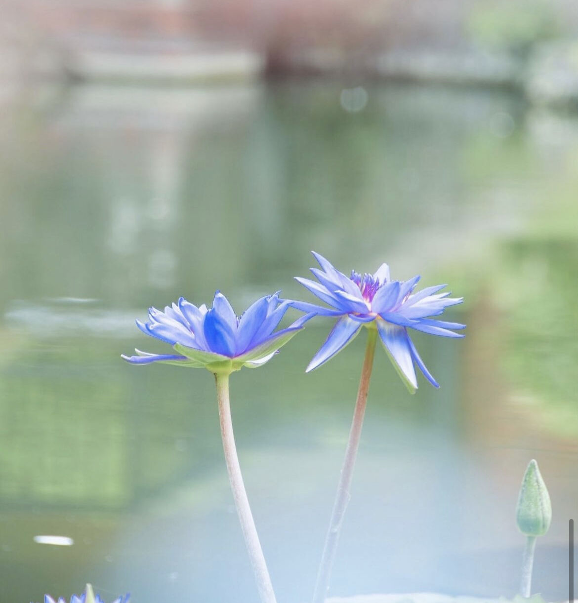 完売】Divine lotus 〜青い蓮（睡蓮） 1.8ml オリエント香油（エジプト