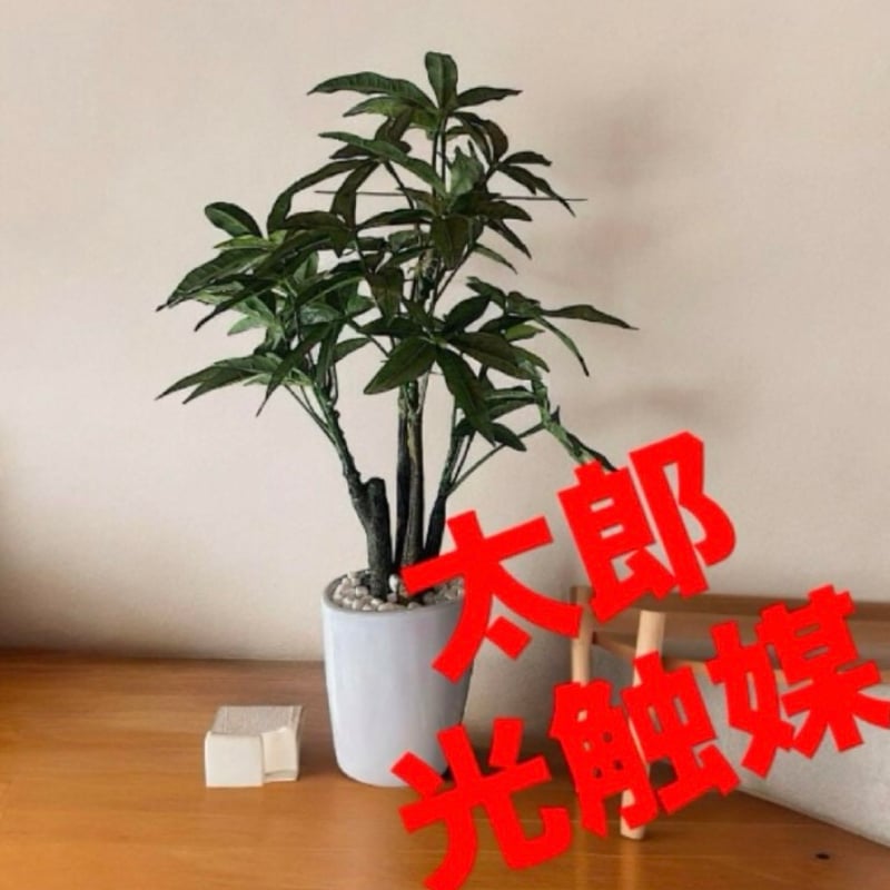 光触媒 人工観葉植物 ウォールグリーン フェイクグリーン パキラ中50