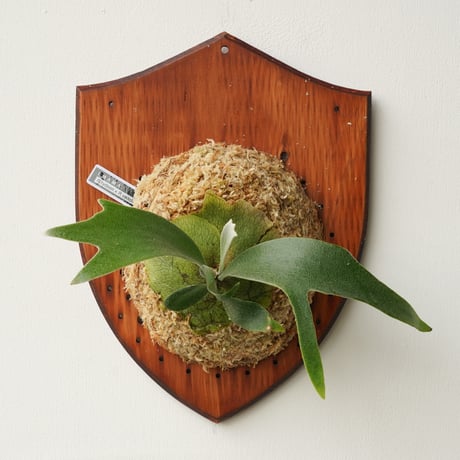 CATEGORY willinckii | IMAMA