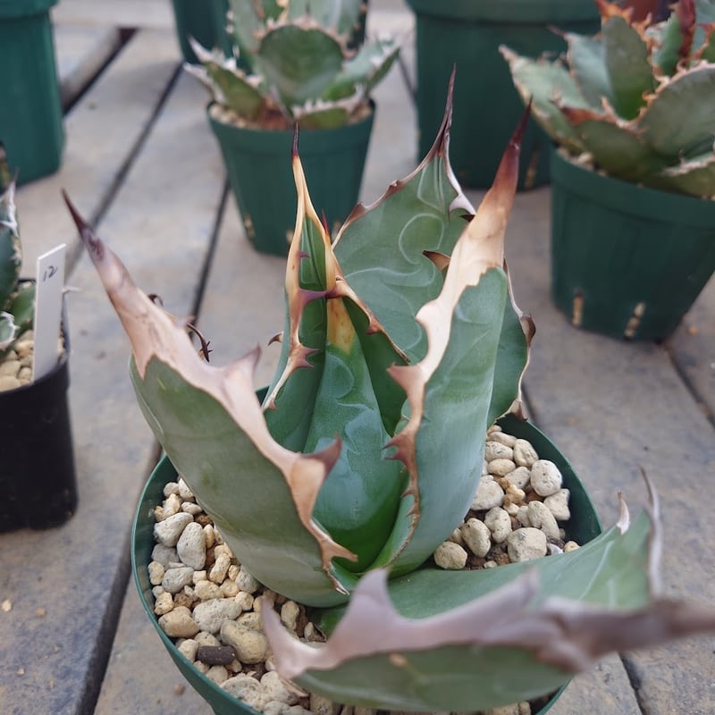 アガベ チタノタ オアハカ Agave titanota Oaxaca 16 | Mellow