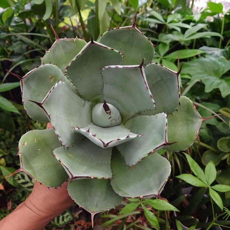 アガベ パリー トランカータ agave parryi truncata P4 | Mello