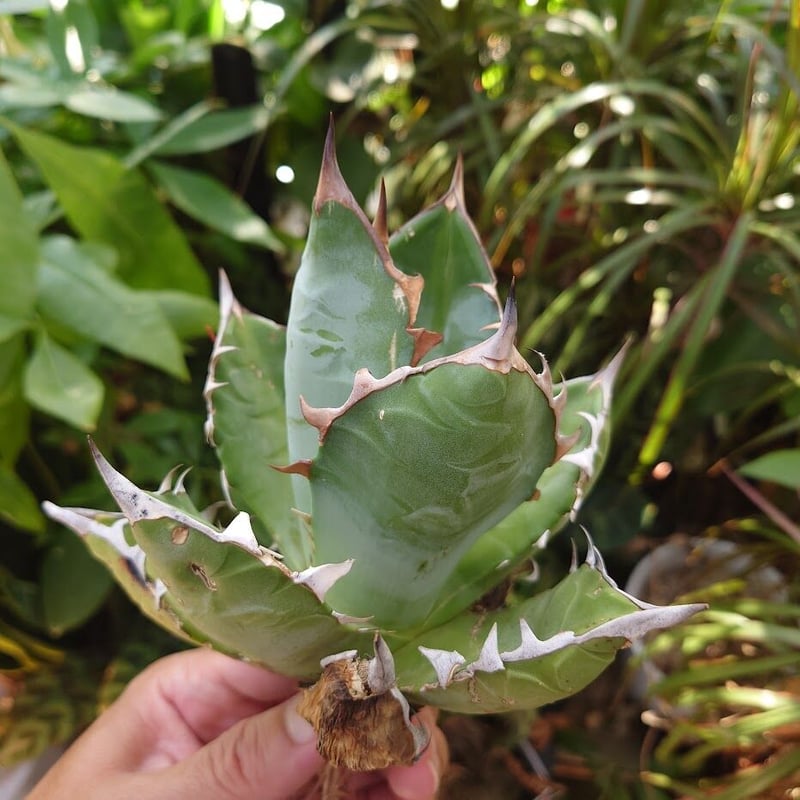 アガベ チタノタ オアハカ Agave titanota Oaxaca 14 | Mellow