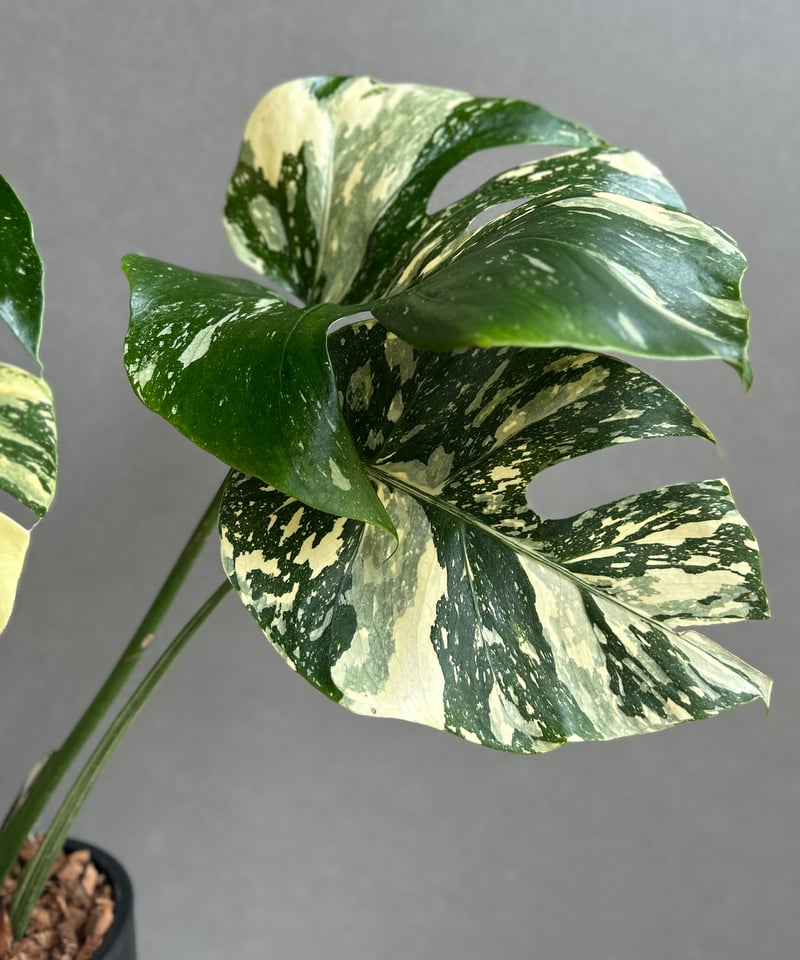 モンステラ タイ コンステレーション クリーム ブリュレ 「Monstera