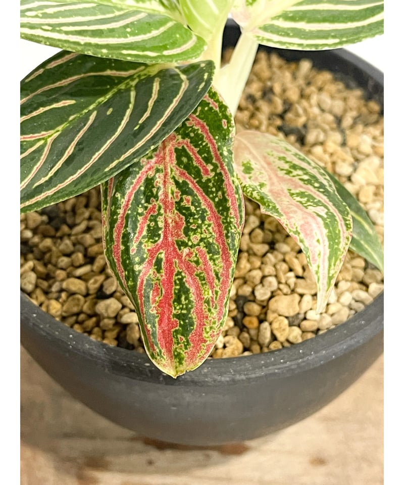アグラオネマ ゴールデンホープ「Aglaonema Golden Hope」17G-1 | S