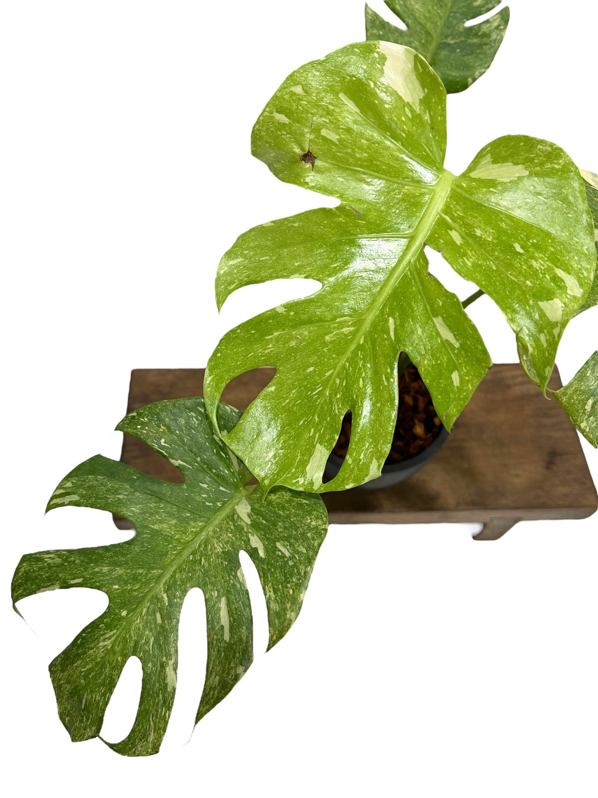モンステラ デリシオーサ レガシー 「Monstera delisiosa Legacy 」8
