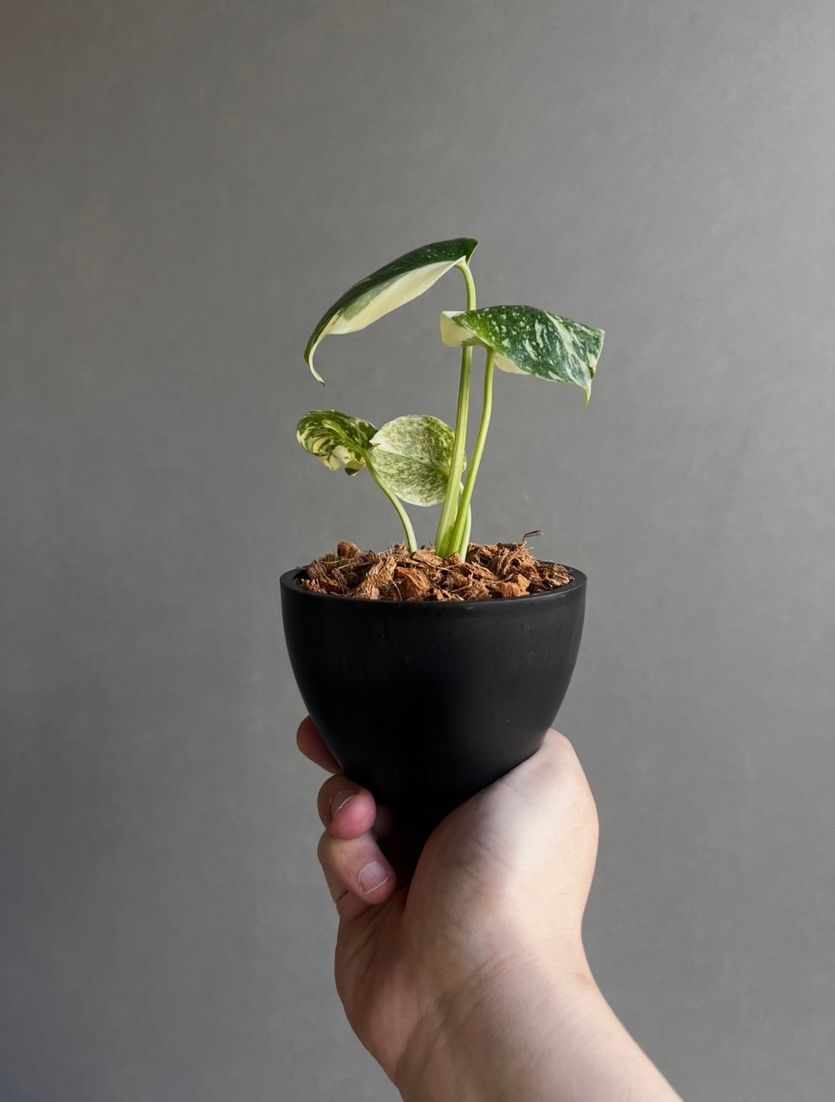 モンステラ タイ コンステレーション クリーム ブリュレ 「Monstera