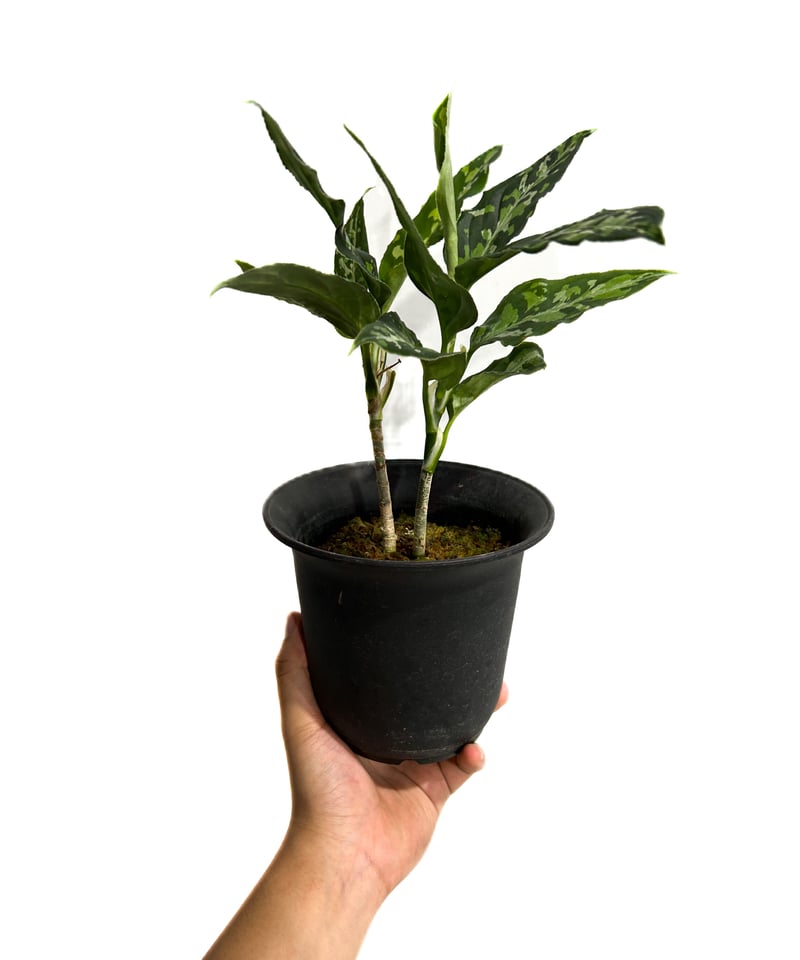 アグラオネマ ピクタム トリカラー「Aglaonema pictum tricolor」6/1