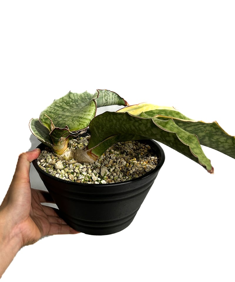 サンセベリア ドラゴン ウィング 斑入「Sansevieria dragon wing var