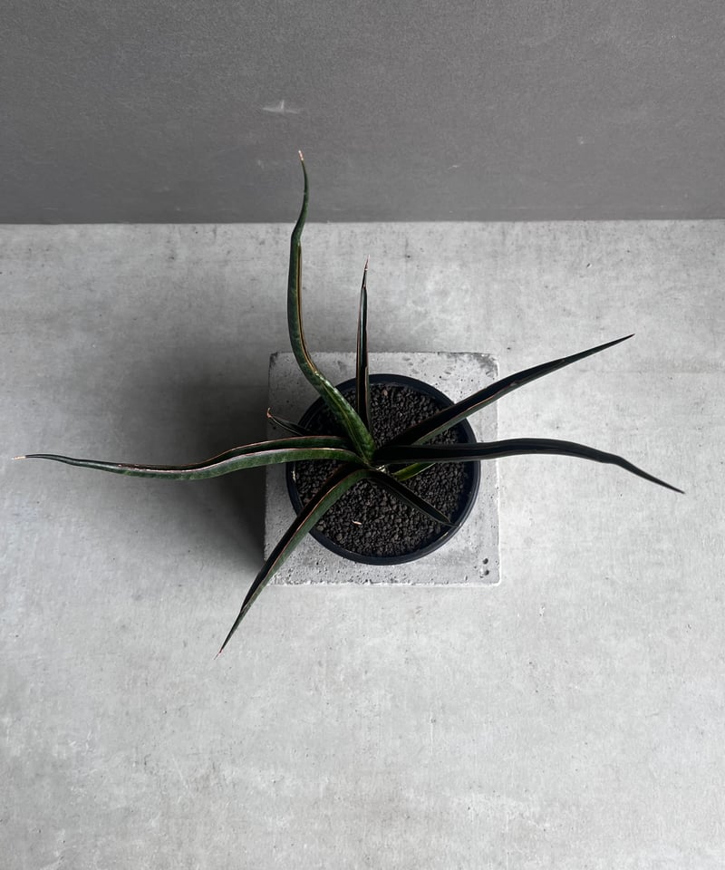 サンセベリア ブラック カラバオ 「Sansevieria Black Carabao (b