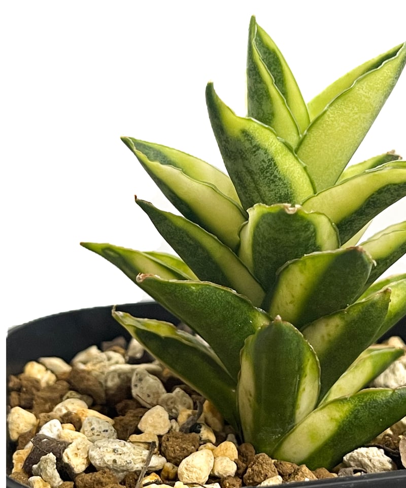 サンセベリア パゴダ 斑入 ドワーフ タイプ 「Sansevieria Pagoda var.