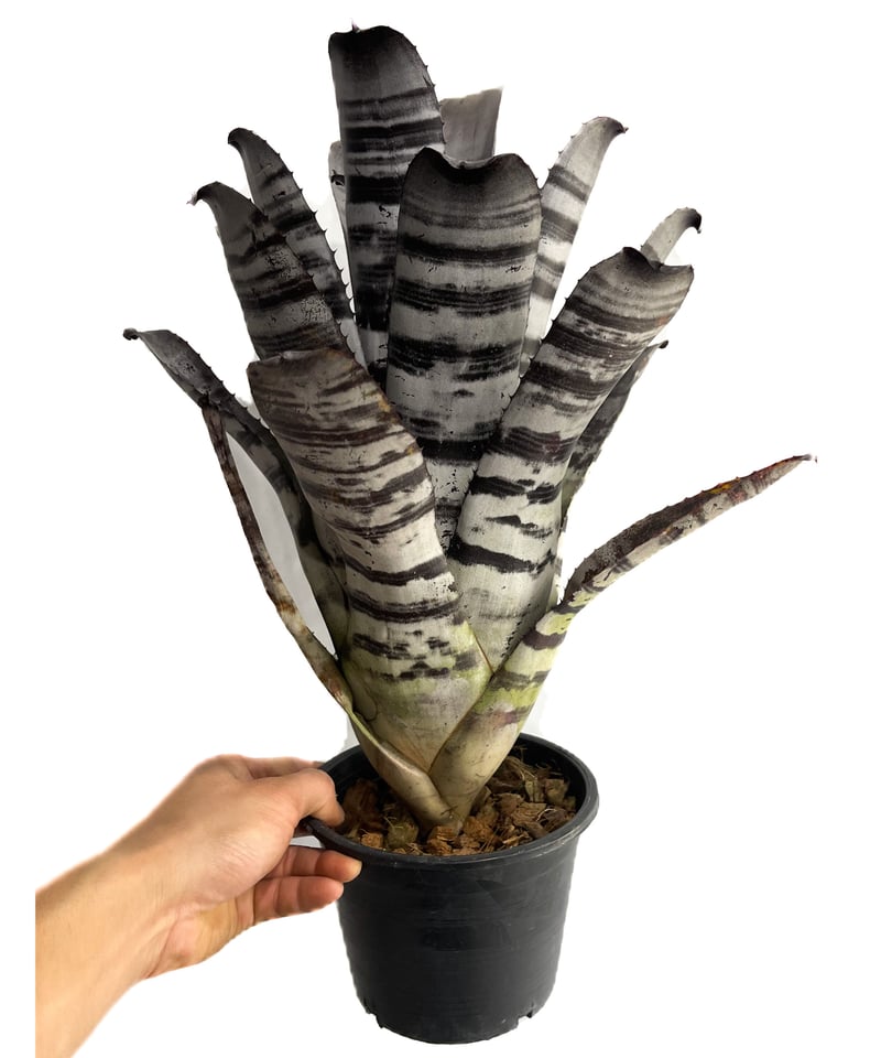 エクメア チャンティニー ブラックセレクト「Aechmea Chantinii Black S