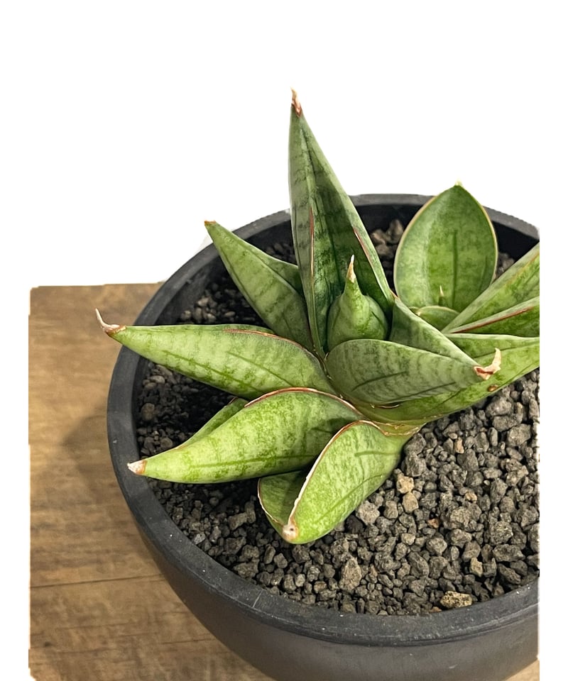 サンセベリア ヴィエナ「Sansevieria Vienna (by Unyamanee Ga