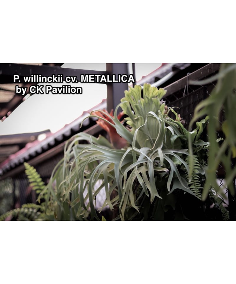 ビカクシダ ウィリンキー cv. メタリカ (子株) 「Platycerium willinc