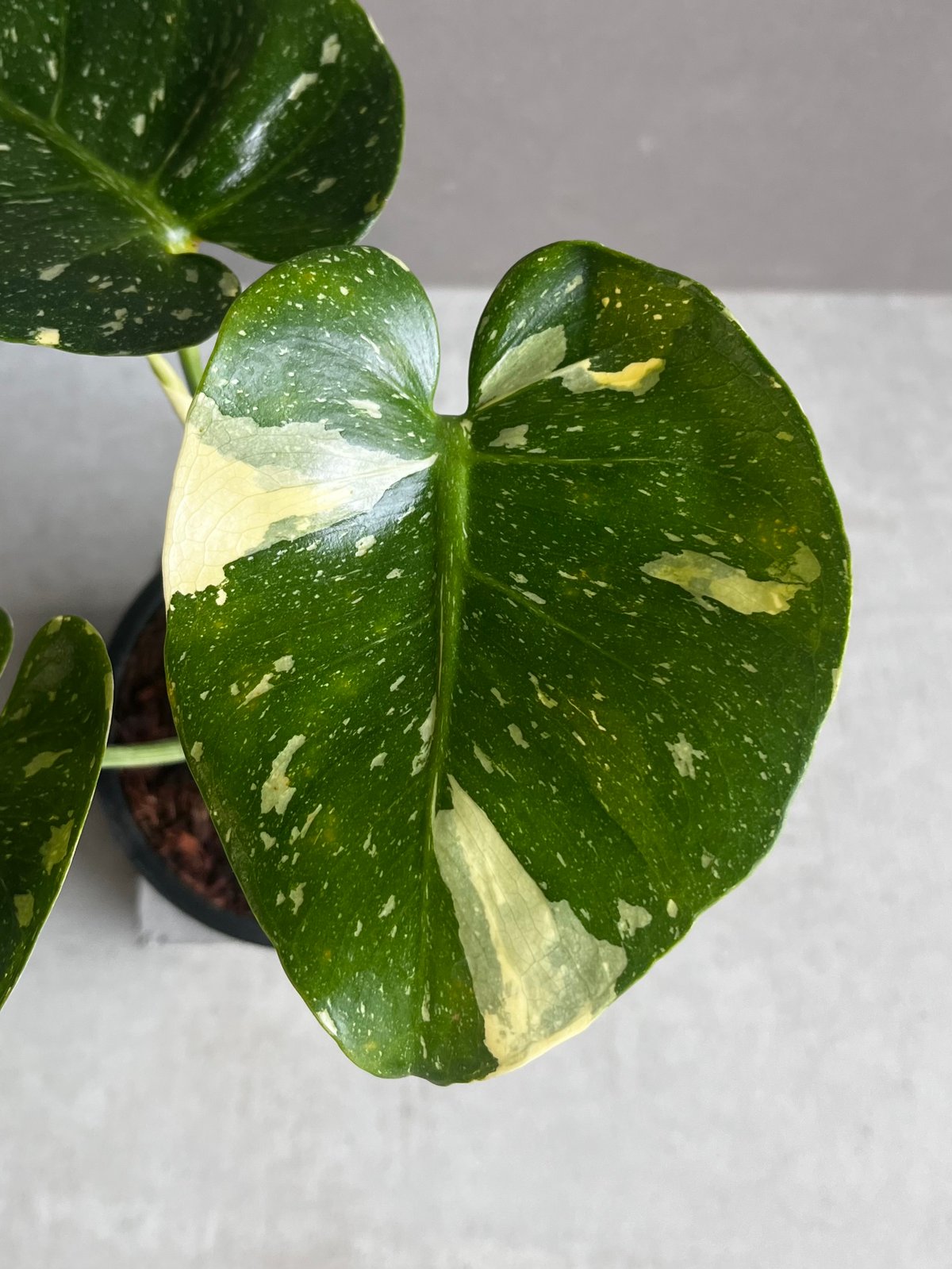 モンステラ デリシオーサ カップケーキ 「Monstera deliciosa Cupcake