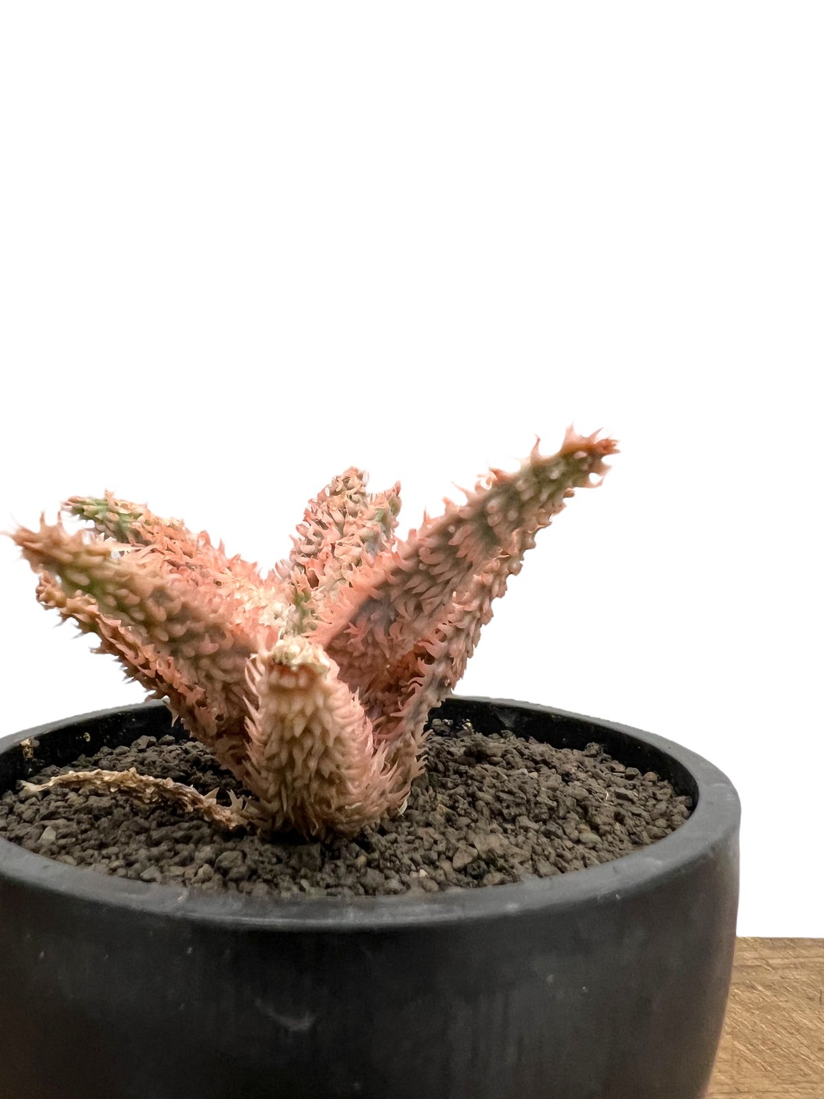 アロエ テンプラ 「Aloe Tempra」8L | SHOUCHIKUEN