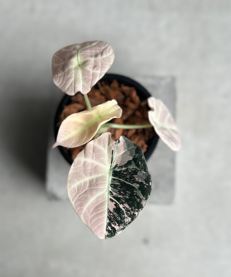 アロカシア ブラック ベルベット ピンク 斑入 「Alocasia Black Velvet