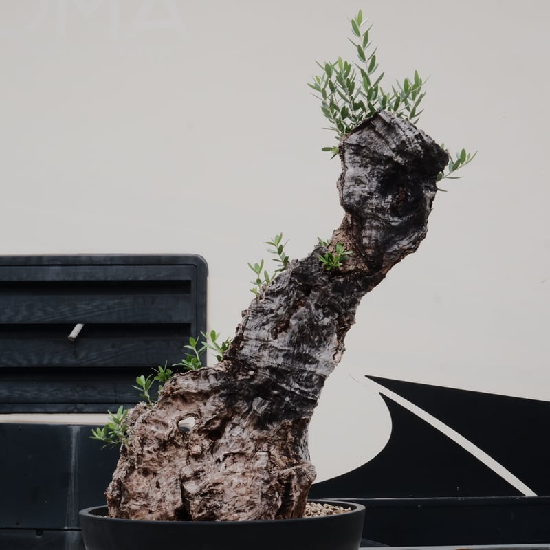 Old Olive 古木オリーブ［No.20］× 12号皿鉢 (φ36cm) | Botani