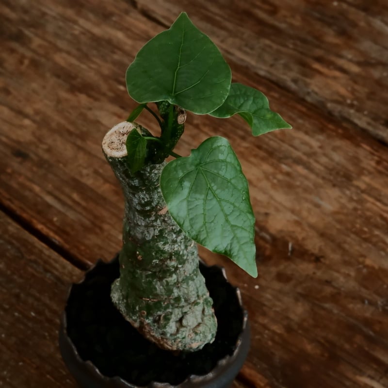 アデニア クリスタルグリーン［No.55］ × 根本峻吾 作 S.N POT type.