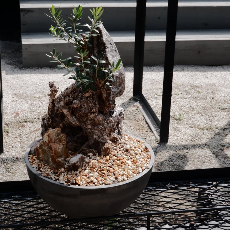 Old Olive 古木オリーブ［No.17］× 12号皿鉢 (φ36cm) | Botani