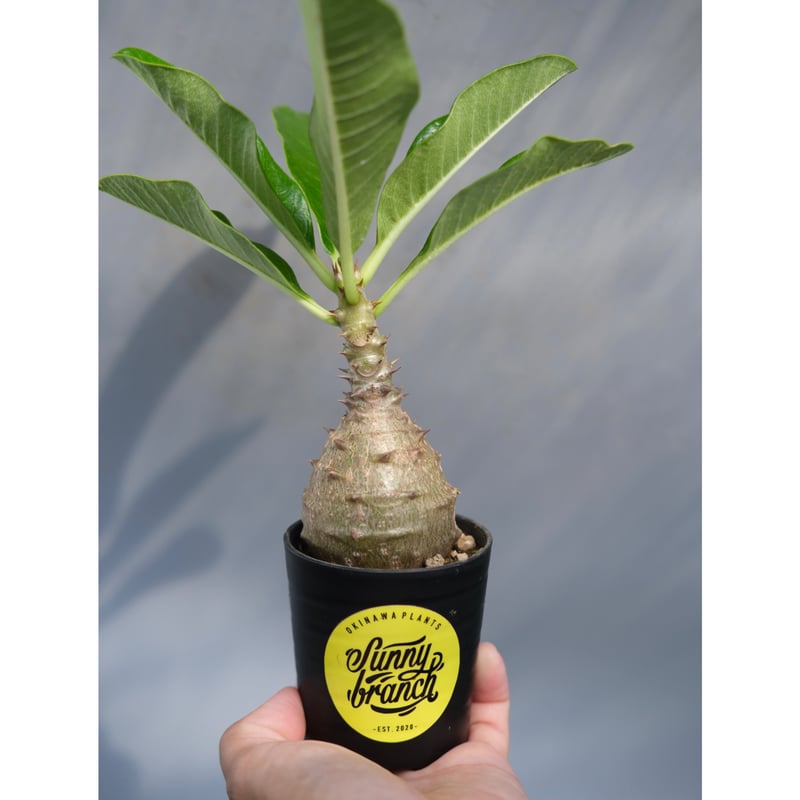 パキポディウム ウィンゾリー 実生株 068 Pachypodium windsorii |
