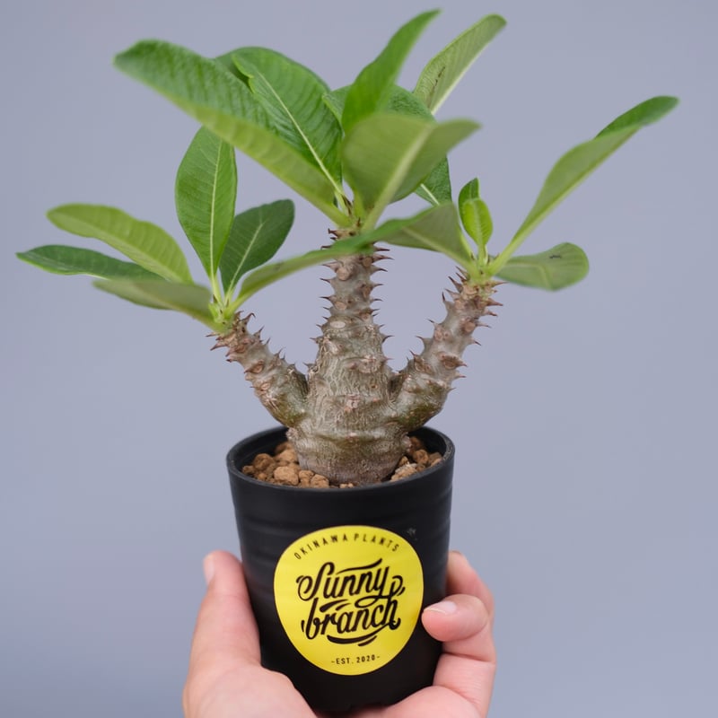 パキポディウム ウィンゾリー 実生株 060 Pachypodium windsorii |