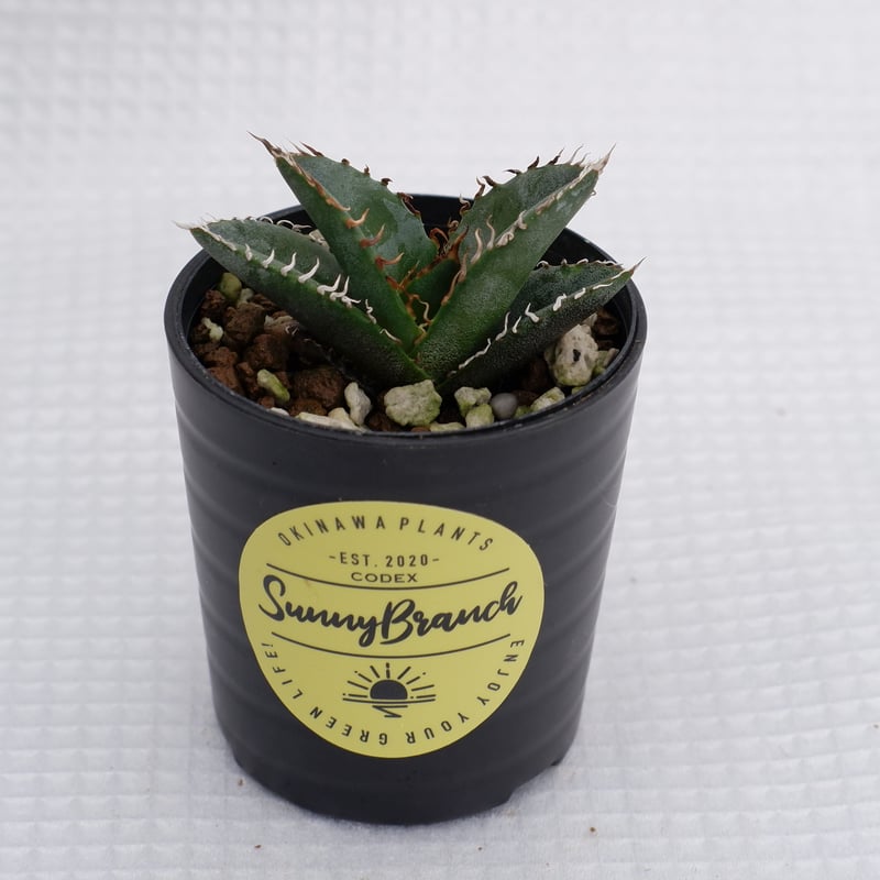 アガベ オテロイ 実生株 Agave oteroi seeding 002 | Sunny