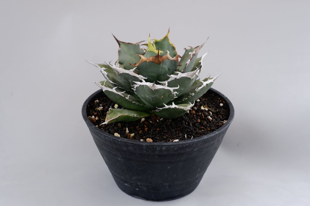 アガベ チタノタ 烈焔 001 Agave titanota 烈焔 | Sunny Branch
