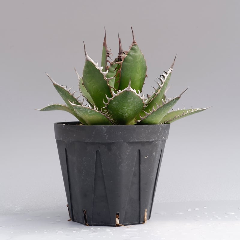 アガベ ホリダ 026 Agave horrida 強棘 | Sunny Branch