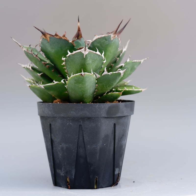 アガベ ノーネーム Agave no name | Sunny Branch