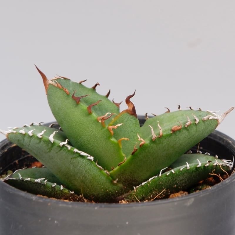 アガベ オテロイ 実生株 Agave oteroi seeding 100 | Sunny
