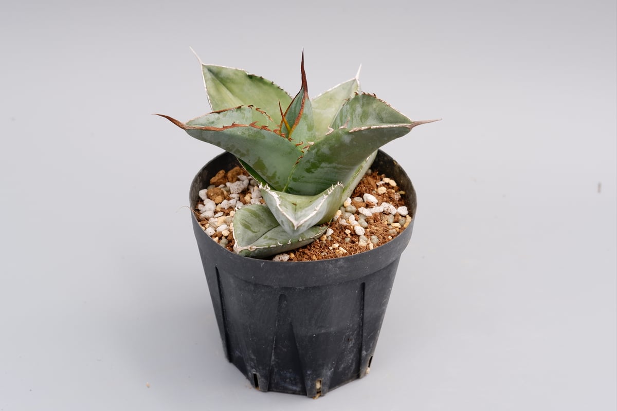 アガベ チタノタ ホワイトアイス Agave titanota whiteice 018 |