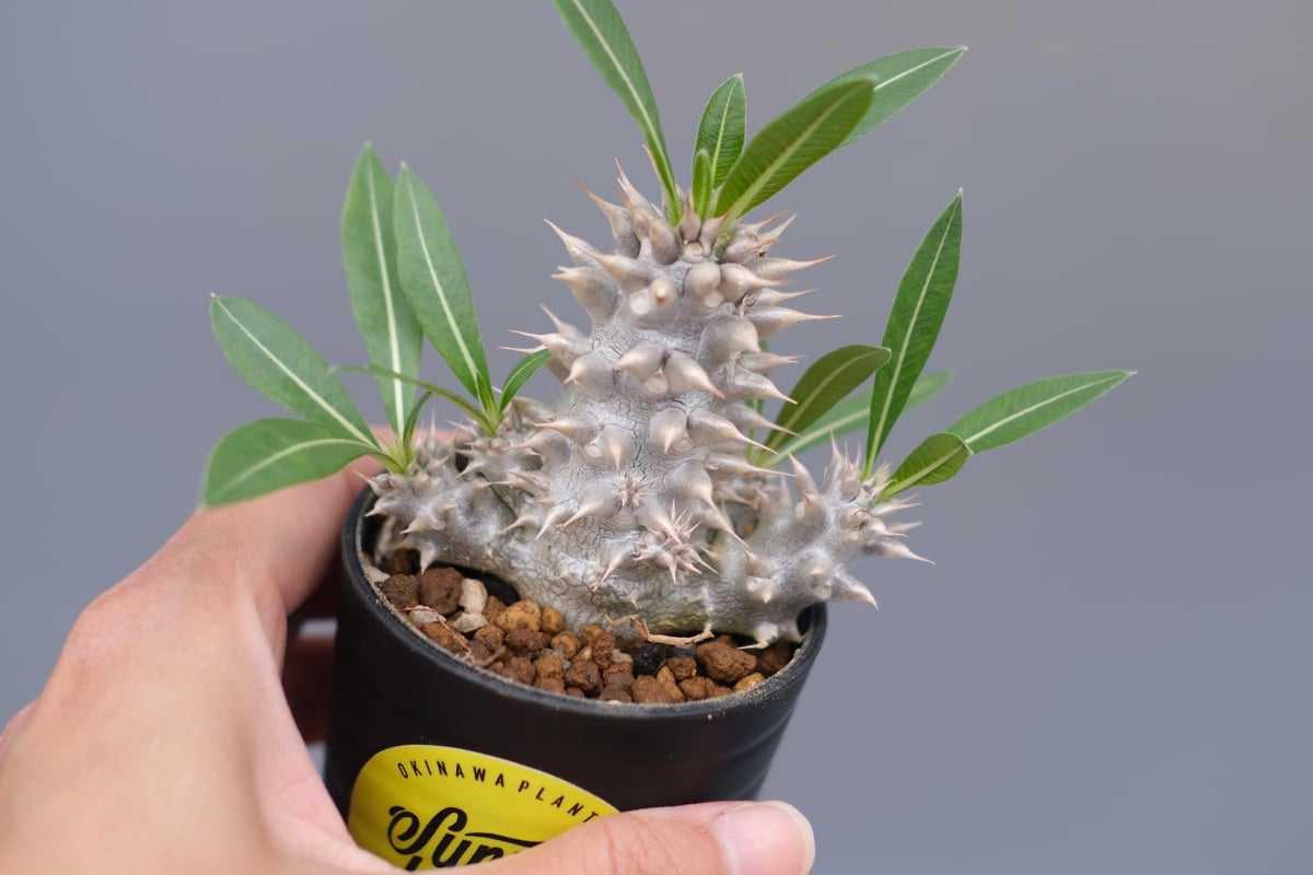 パキポディウム ホロンベンセ 実生株 004 Pachypodium horombense |