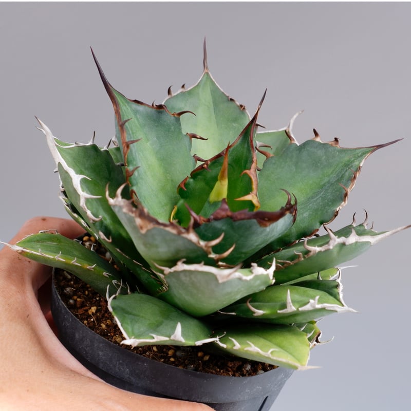 アガベ ノーネーム Agave no name | Sunny Branch