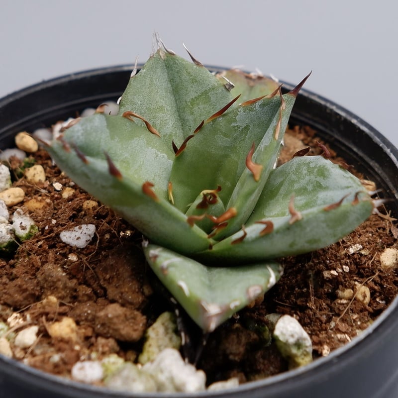 アガベ オテロイ 実生株 Agave oteroi seeding 024 | Sunny