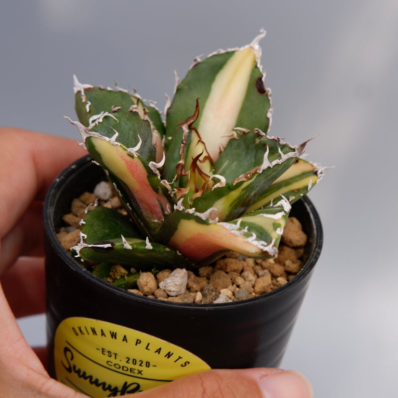 斑入り】アガベ チタノタ 白鯨 Agave titanota white whale 174
