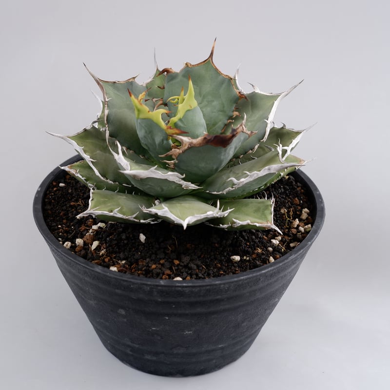 アガベ チタノタ 烈焔 001 Agave titanota 烈焔 | Sunny Branch