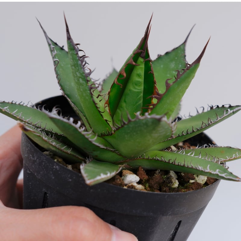 アガベ ホリダ 016 Agave horrida 強棘 | Sunny Branch