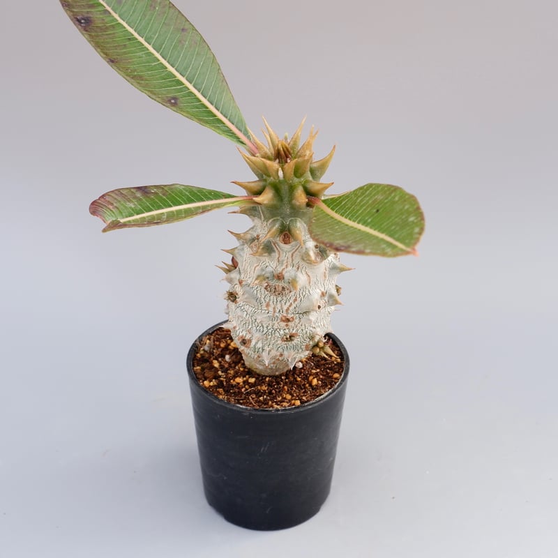 パキポディウム バロニー実生株020 Pachypodium baronii 脇芽あり | S