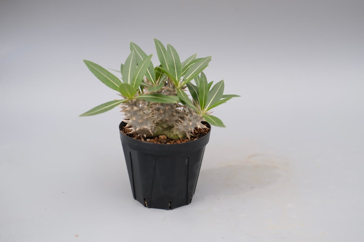 パキポディウム ロスラーツム 実生株 013 Pachypodium rosulatum ve