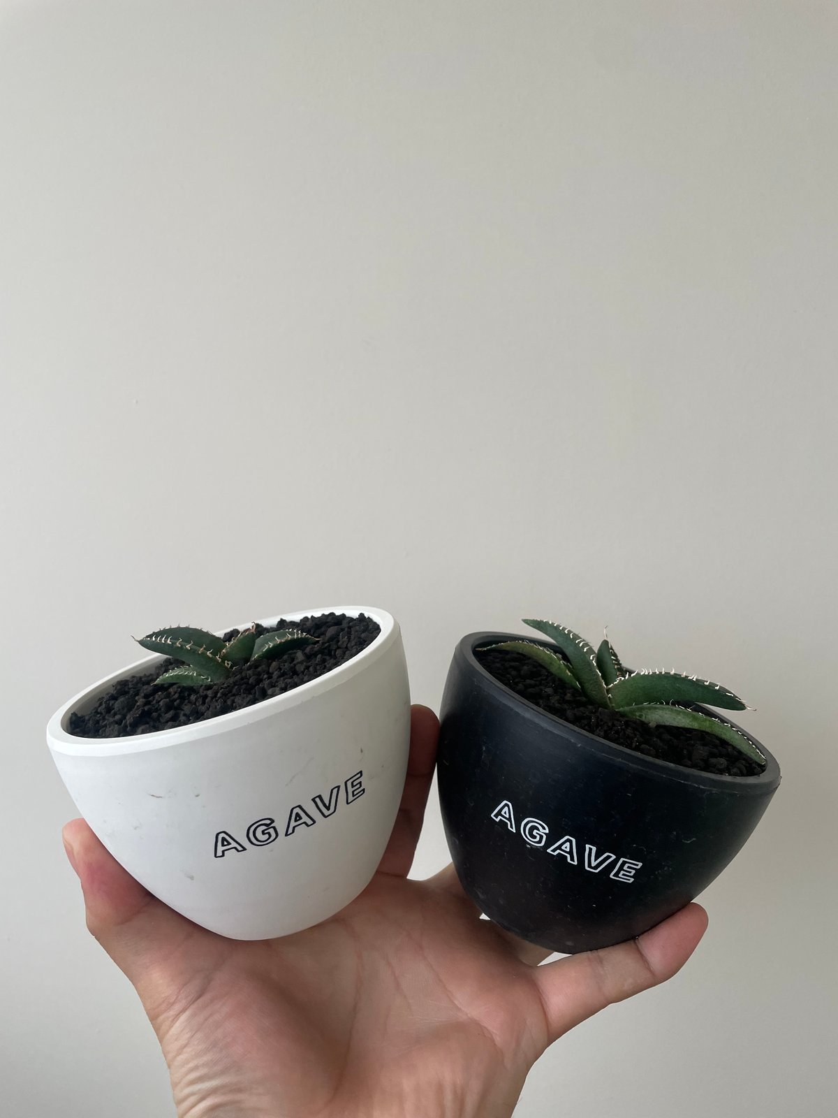 新着】Agave OTEROI SICILIANA【最高の国内TC苗】アガベ オテロイ シチ