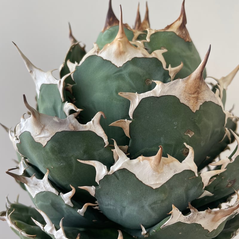 新着・極上逸品】Agave titanota No name【イタリアからの選抜・ボール