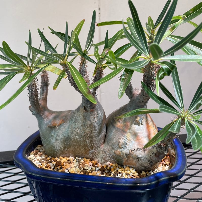パキポディウム グラキリス 多頭株 | R_Plants.ONLINE