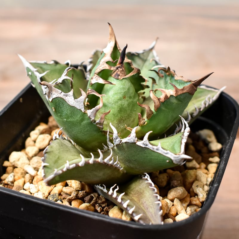 アガベ チタノタ 