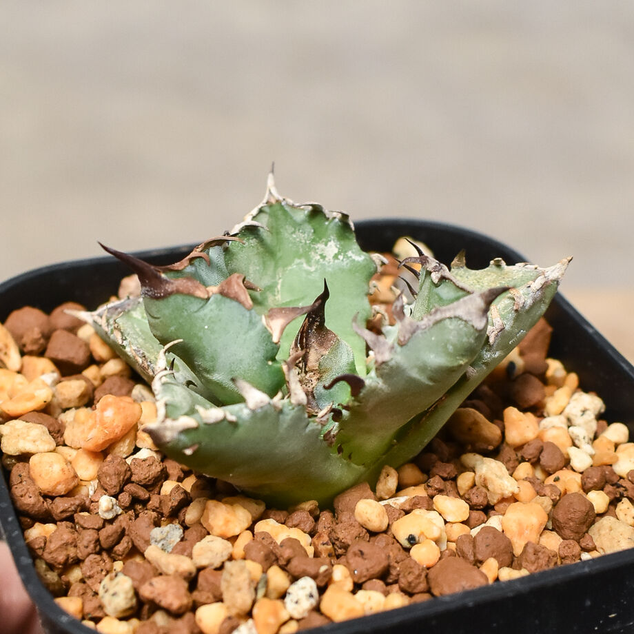 緑犀牛 アガベ チタノタ 巌龍 Agave Titanota