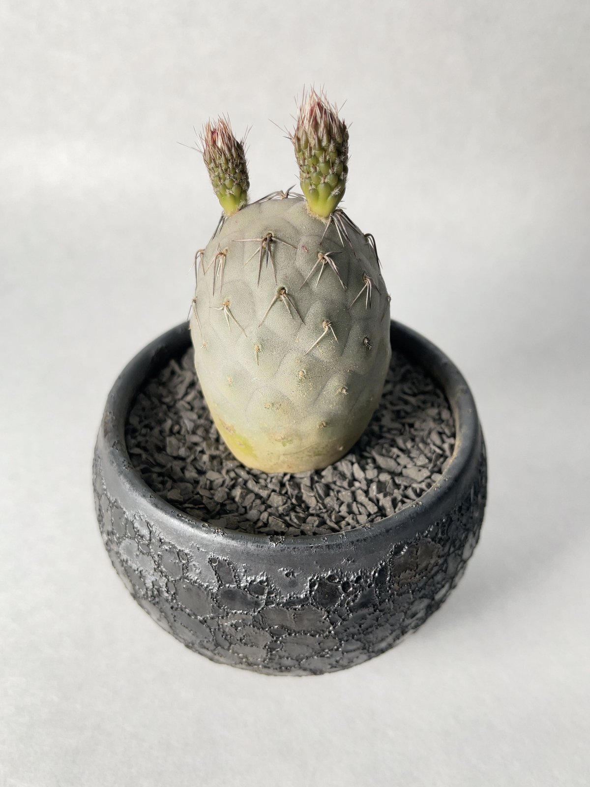 中川智治9 | t.roots