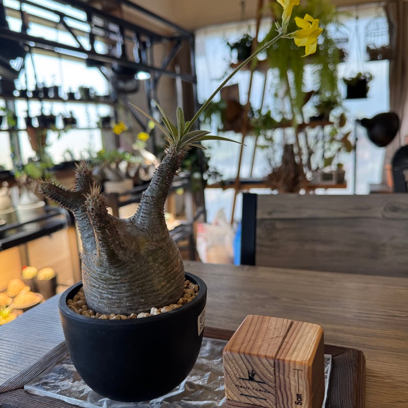 発根済 パキポディウムグラキリス | plants TORICO