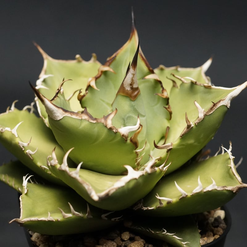 Agave titanota